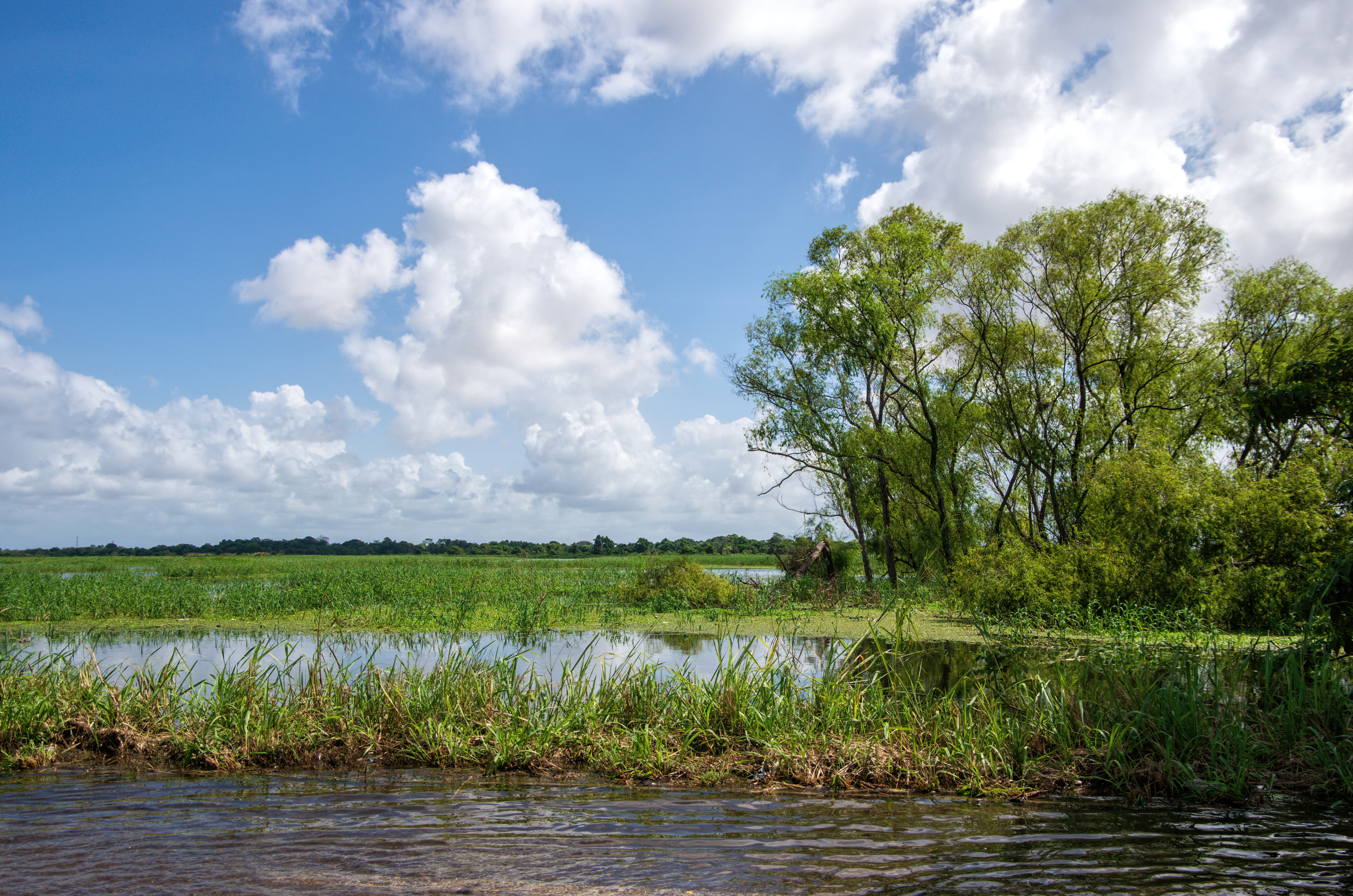Three weeks to Climate Week NYC – Finding the connections between nature loss and climate change